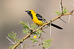 Hooded Oriole