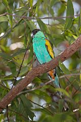 Hooded Parrot