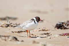 Hooded Plover