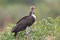 Hooded Vulture