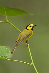 Hooded Warbler