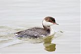 Horned Grebe