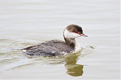 Horned Grebe