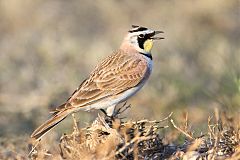 Horned Lark