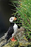 Horned Puffin