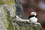 Horned Puffin