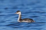 Horned Grebe