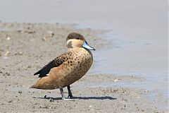 Blue-billed Teal