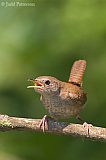 House Wren