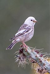 House Finch