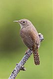 House Wren