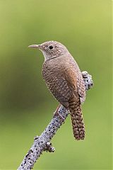 Northern House Wren
