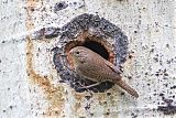 House Wren