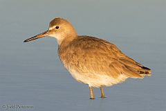 Willet