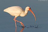 White Ibis