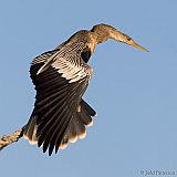 Anhinga