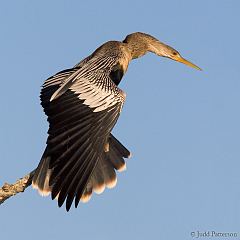 Anhinga