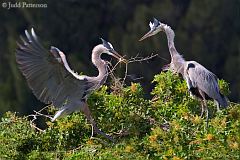 Great Blue Heron