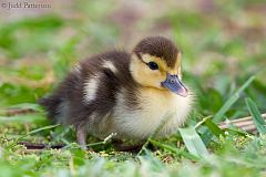 Muscovy Duck