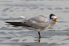 Royal Tern