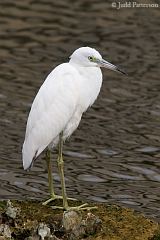 Little Blue Heron