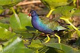 Purple Gallinuleborder=