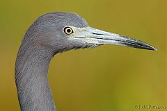 Little Blue Heron