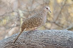 Inca Dove