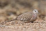 Inca Dove