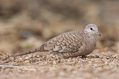 Inca Dove