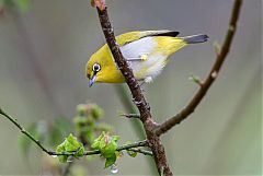 Indian White-eye