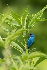 Indigo Bunting