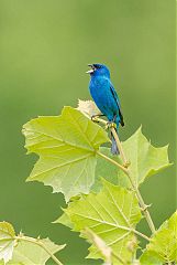 Indigo Bunting
