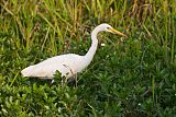 Intermediate Egret