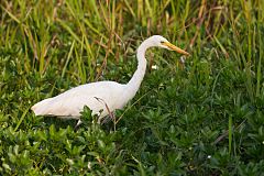 Plumed Egret