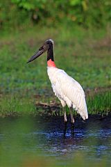 Jabiru