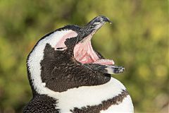 African Penguin