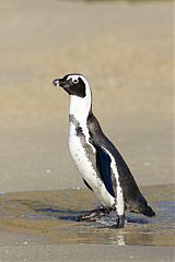 African Penguin