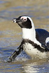 African Penguin