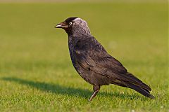 Eurasian Jackdaw