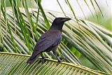 Jamaican Crow