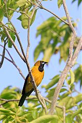 Jamaican Oriole