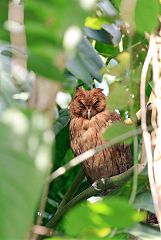 Jamaican Owl