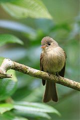 Jamaican Pewee