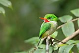 Jamaican Tody