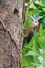 Jamaican Woodpecker