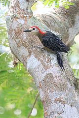 Jamaican Woodpecker