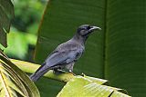 Jamaican Crow