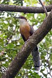 Jamaican Lizard-Cuckoo