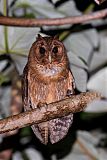 Jamaican Owl